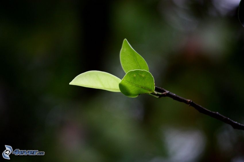 gröna blad på gren