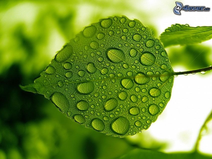 grönt blad, vattendroppar