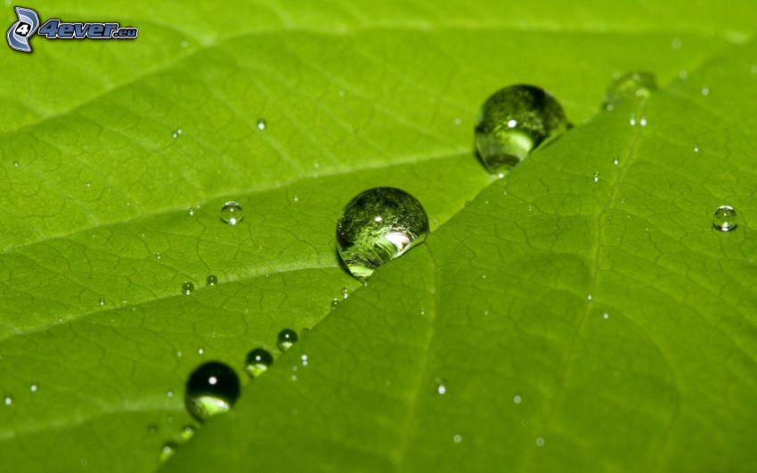 grönt blad, vattendroppar