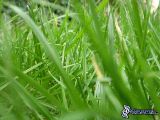 grönt gräs
