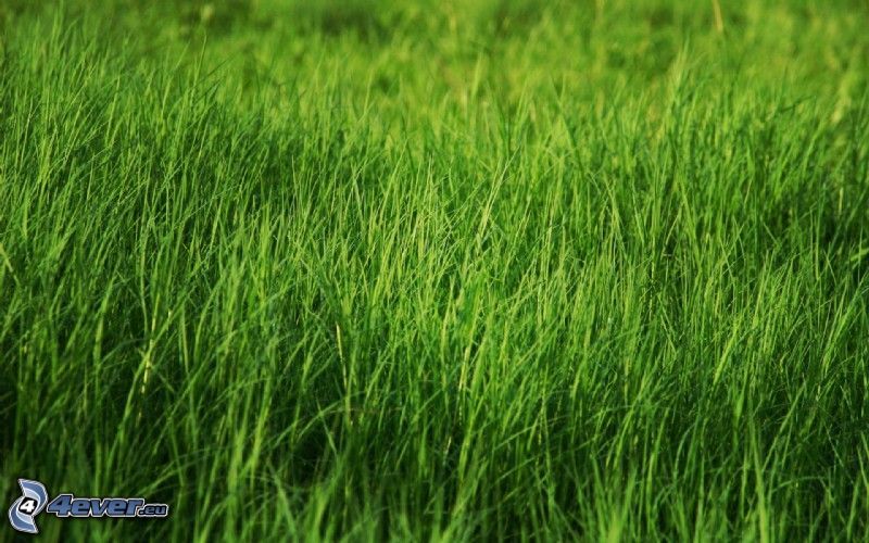 grönt gräs