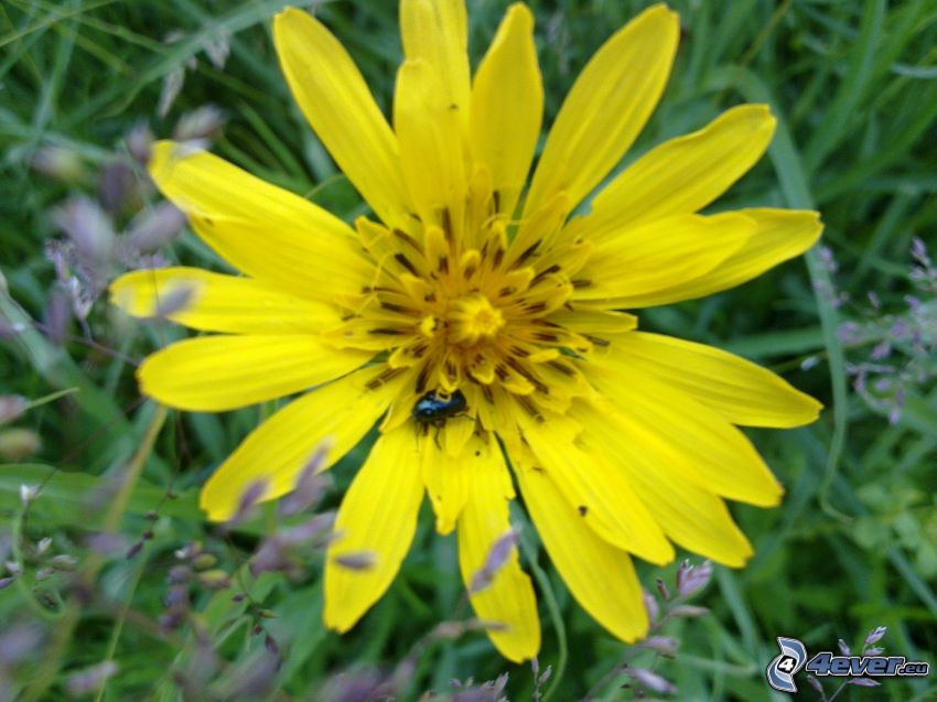 gul blomma