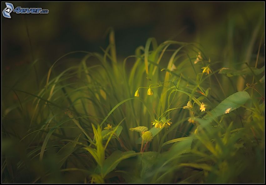 gula blommor, gräs