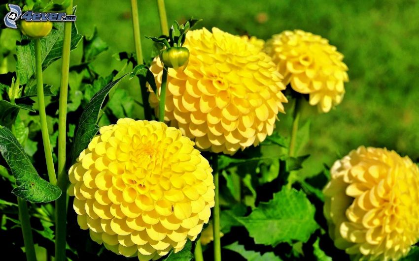 gula blommor