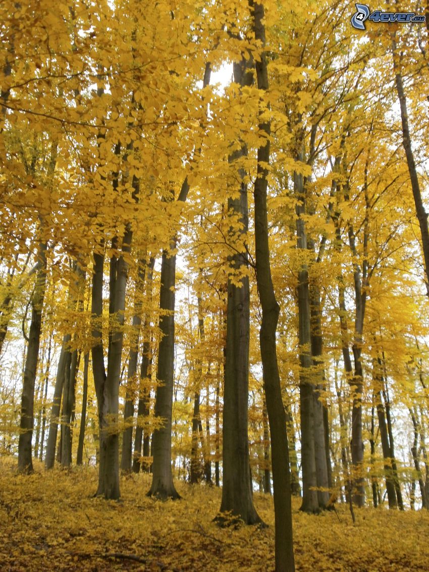 gula träd, trädstammar