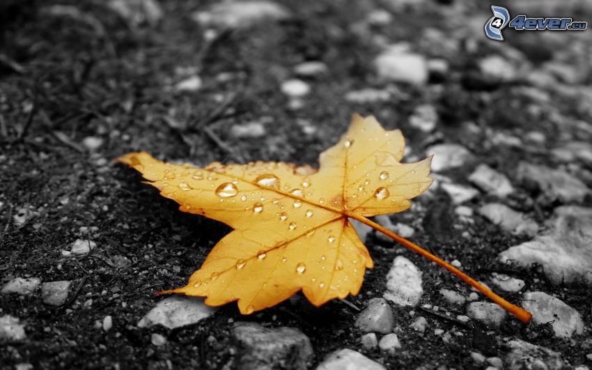 gult löv, daggtäckt blad