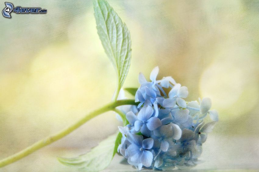 hortensia, blå blomma