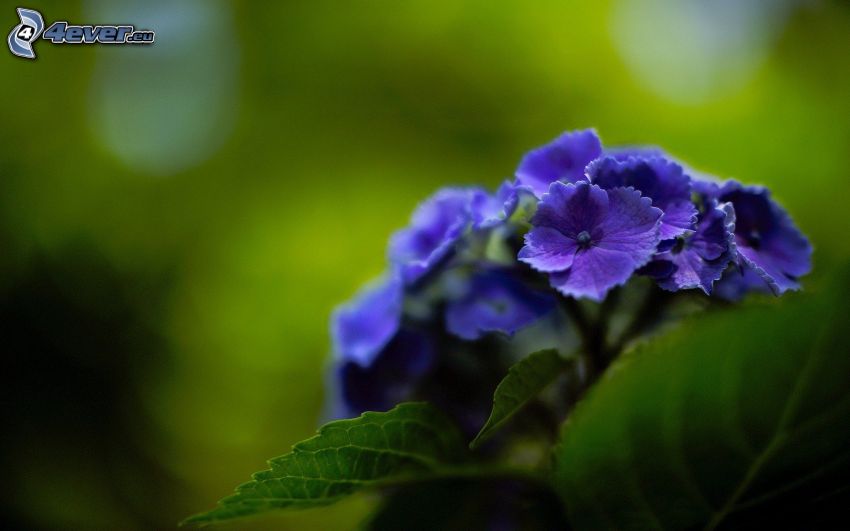 hortensia, blå blomma
