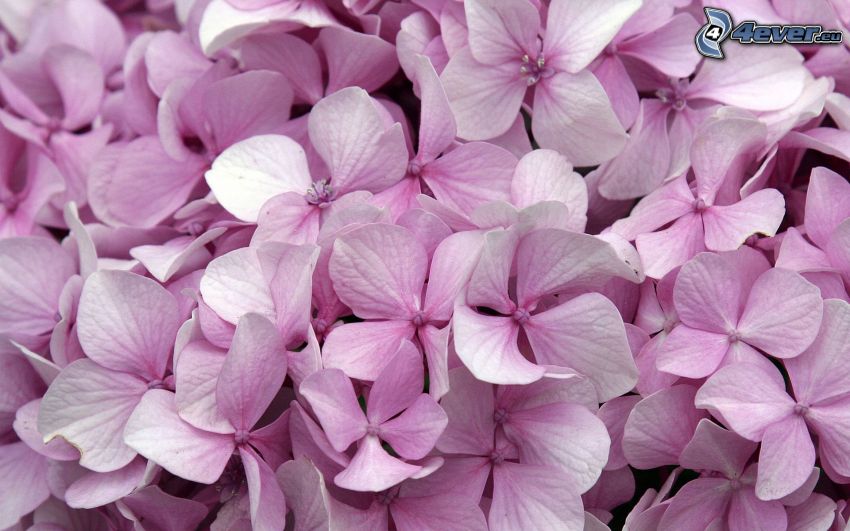 hortensia, rosa blommor