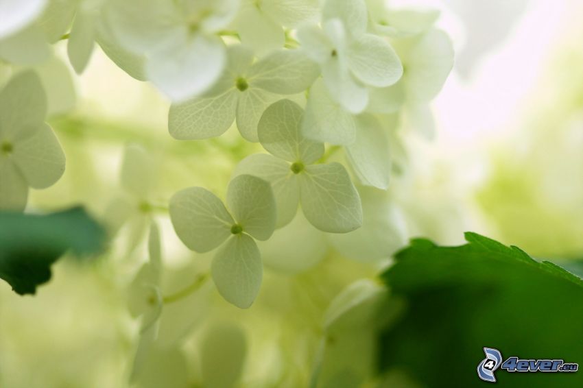 hortensia, vita blommor