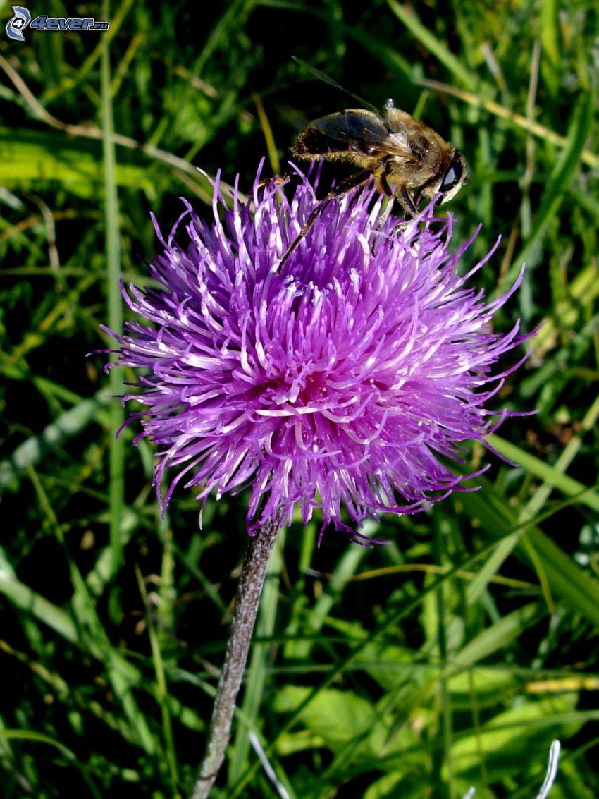 humla på en blomma, lila blomma, gräs