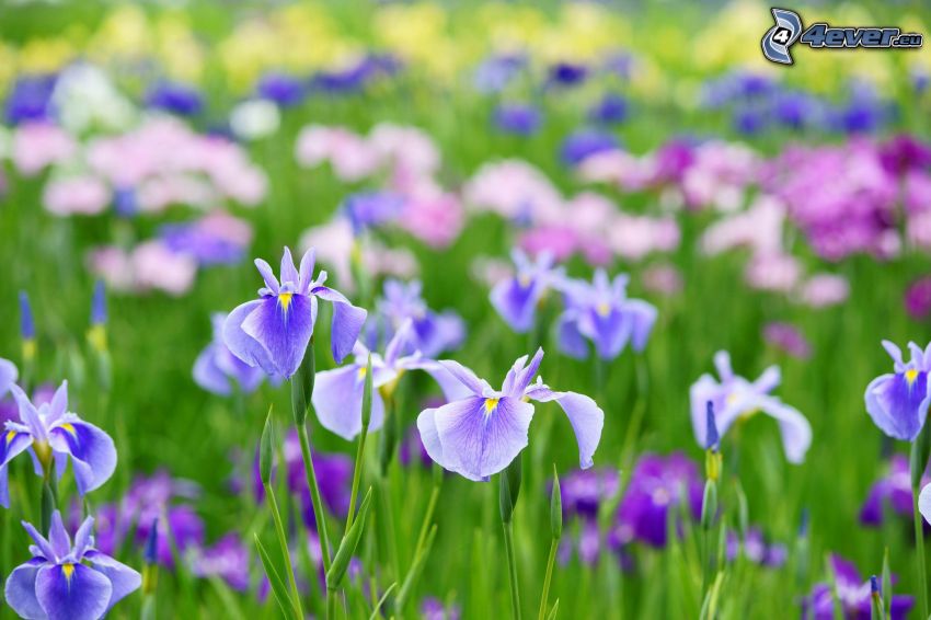 iris, lila blommor