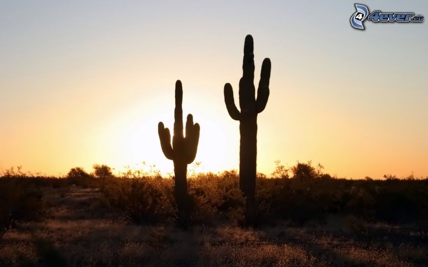kaktusar, solnedgång