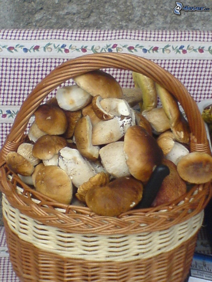 korg full av Carl-Johansvamp, svampar