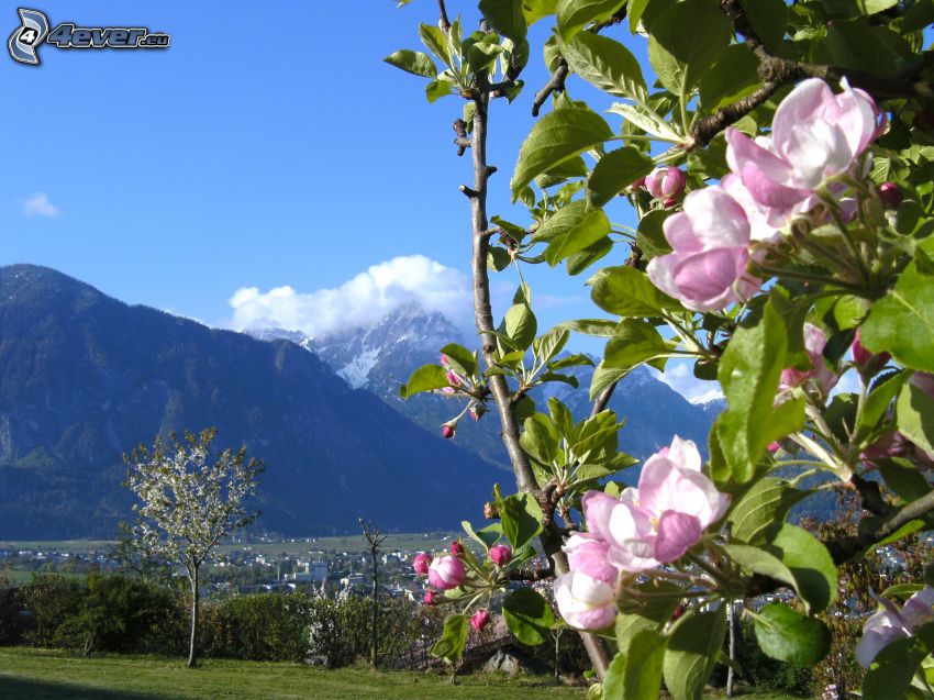 lila blommor, Österrike, berg