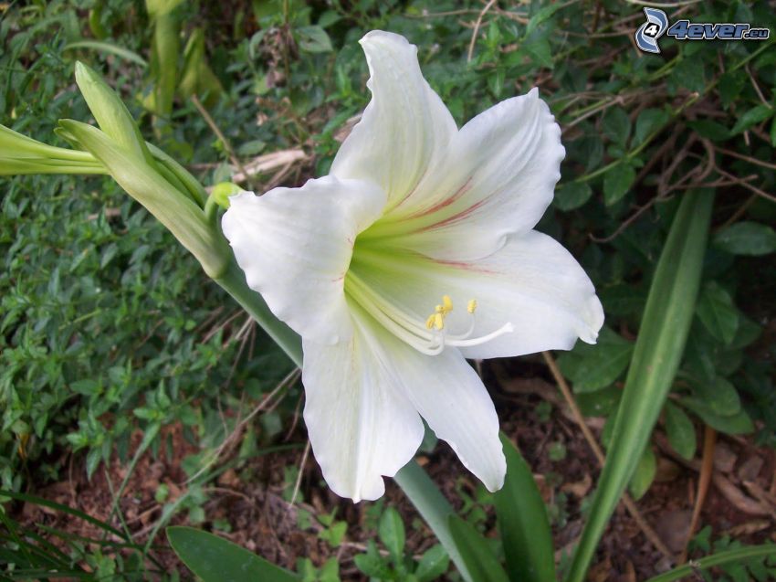 lilja, vit blomma