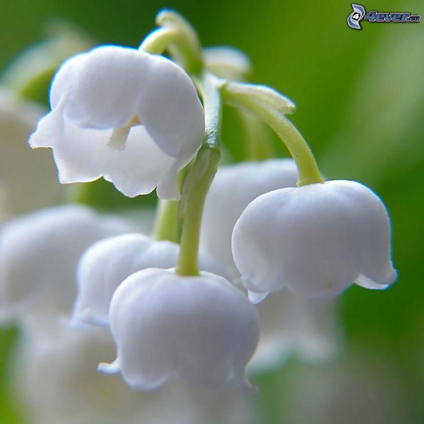 liljekonvaljer, vita blommor