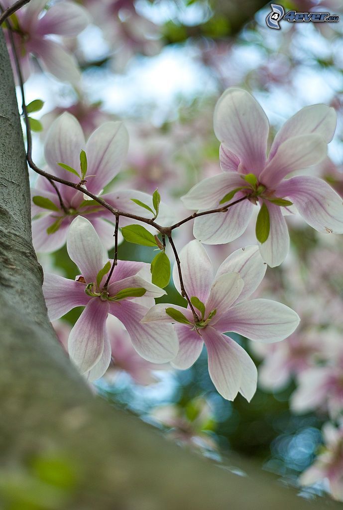magnolia, lila blommor