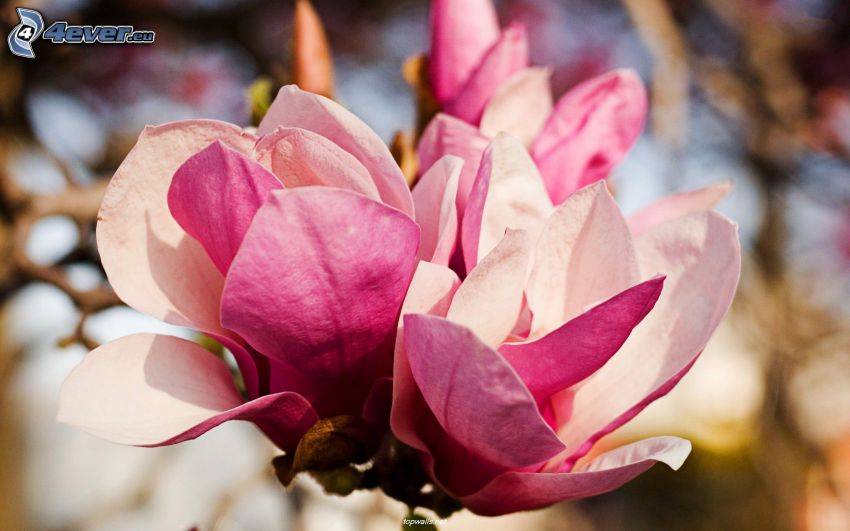 magnolia, rosa blomma