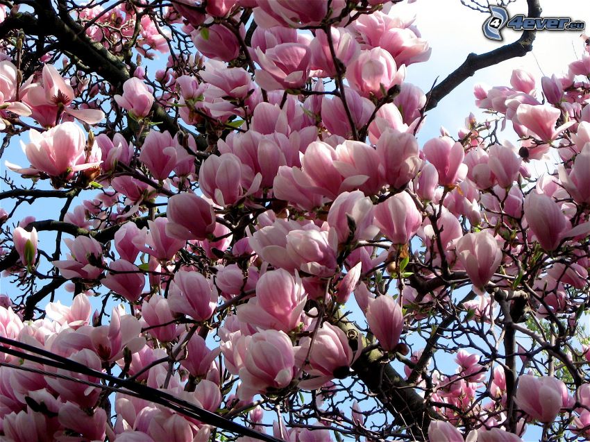 magnolia, rosa blommor