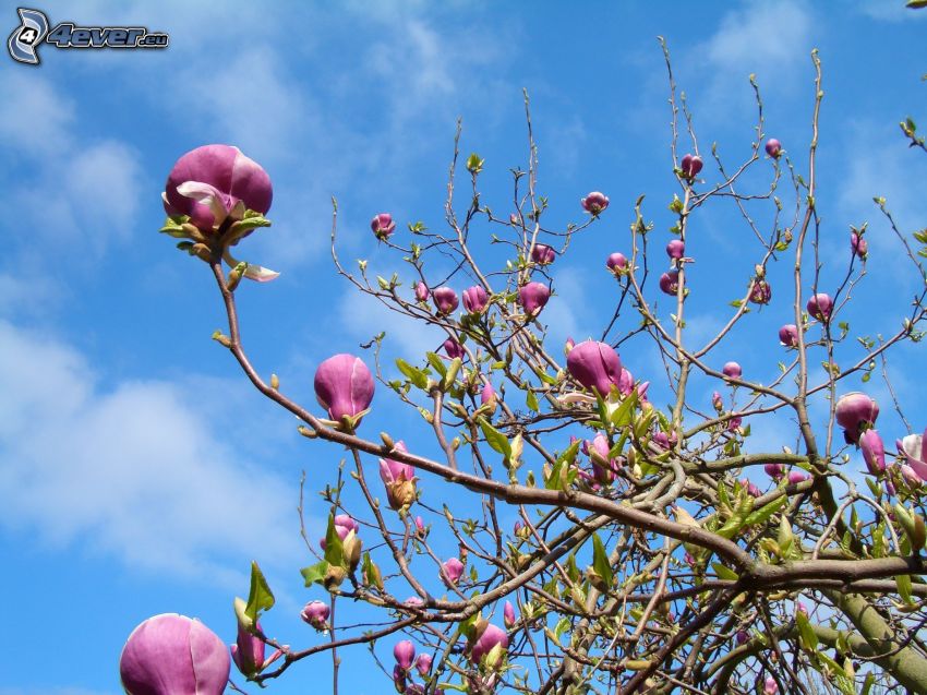 magnolia, rosa blommor