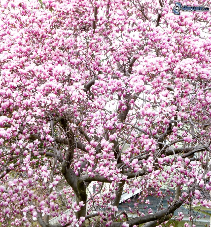 magnolia, rosa träd