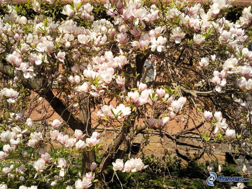 magnolia, utblommat träd, blomma
