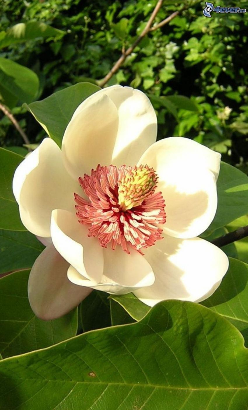 magnolia, vit blomma