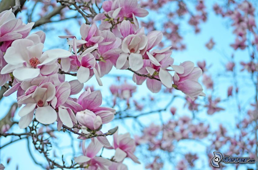 magnolia, vita blommor