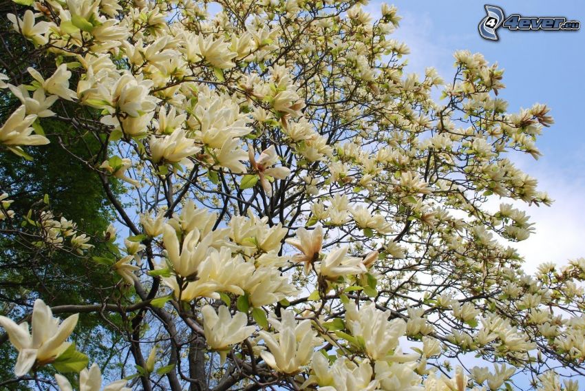 magnolia, vita blommor