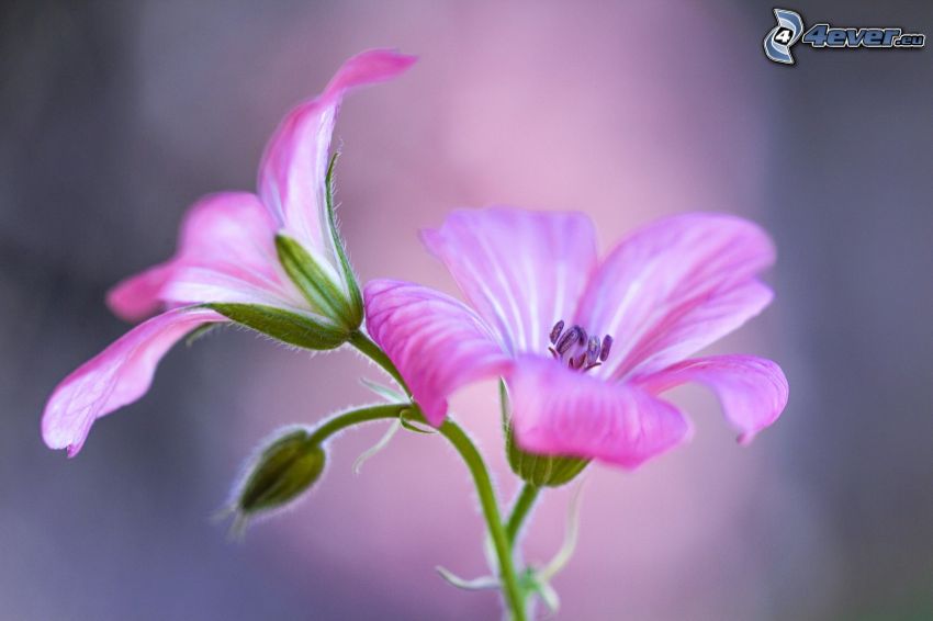 muskot, rosa blommor