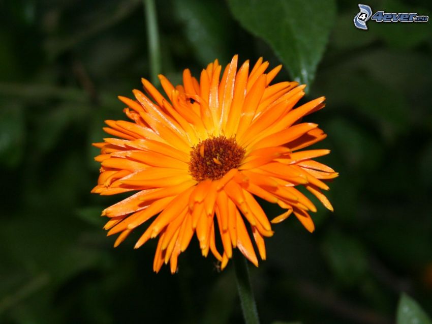 orange blomma