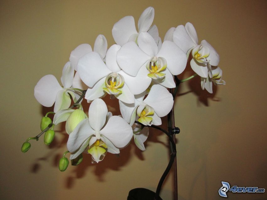 Orchidé, blomma, växt
