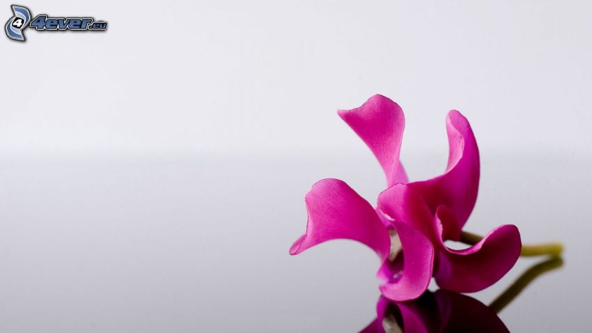 Orchidé, lila blomma