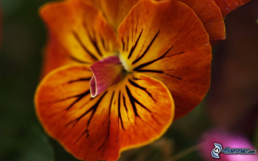 Orchidé, orange blomma