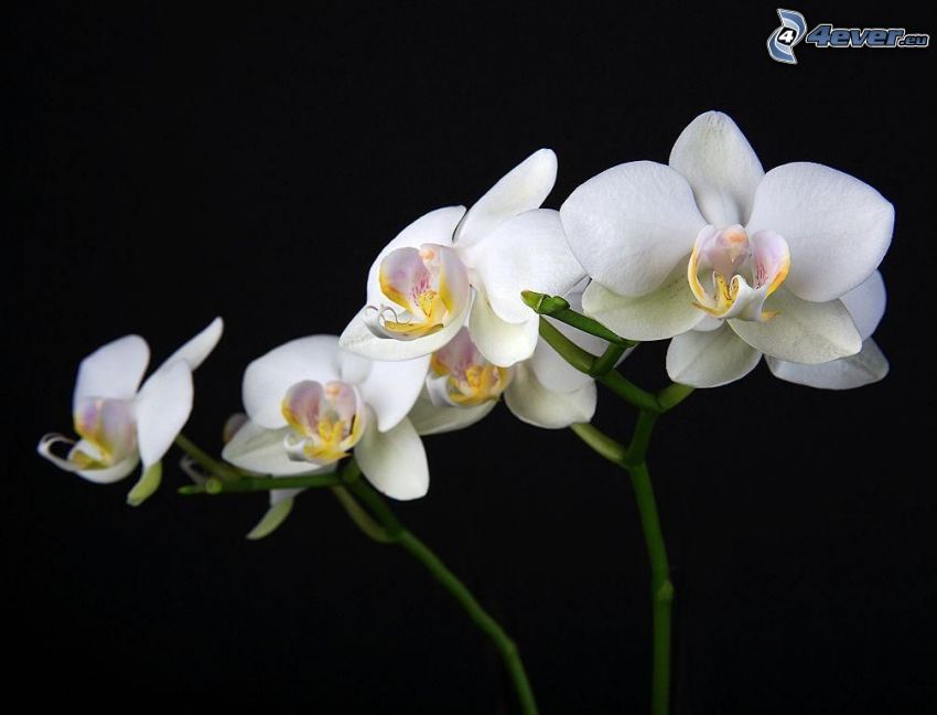 Orchidé