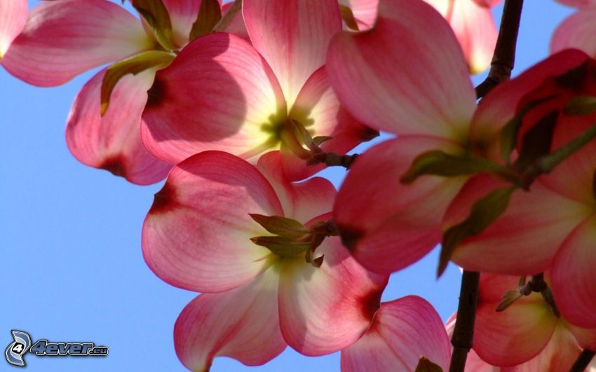 orkidéer, rosa blommor