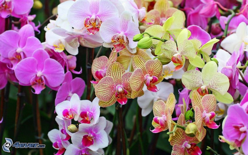 orkidéer