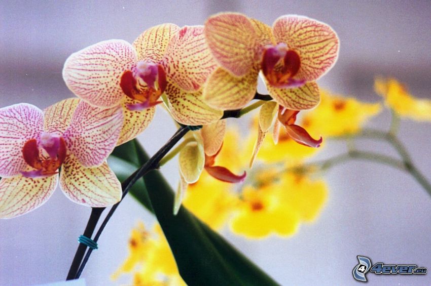 orkidéer