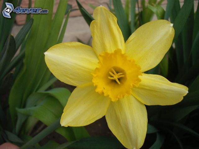 påsklilja, gul blomma