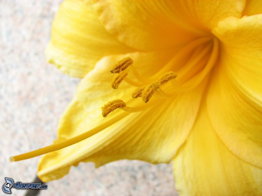 påsklilja, gul blomma