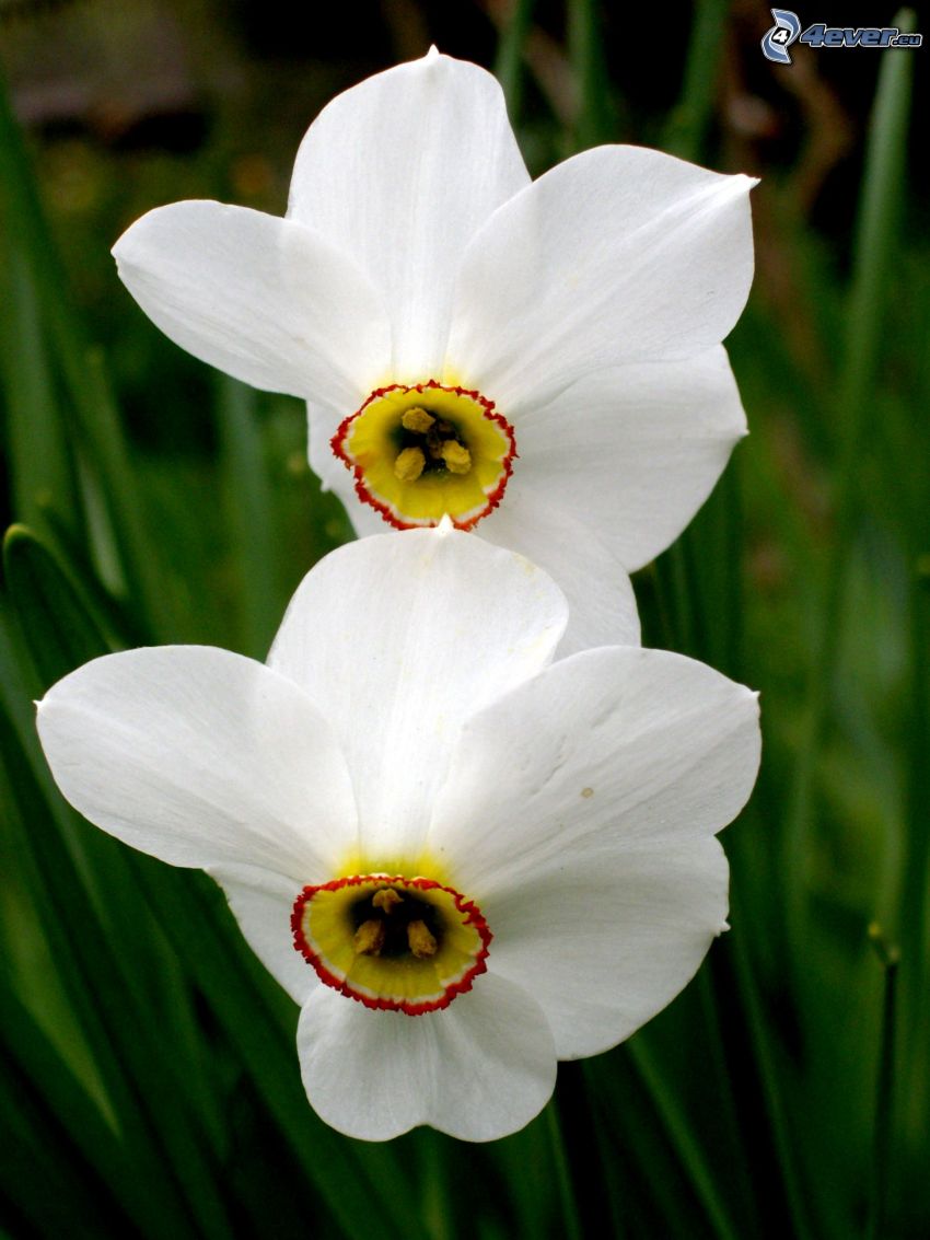 påsklilja, vit blomma