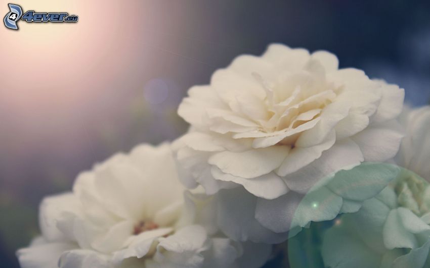 pion, vita blommor