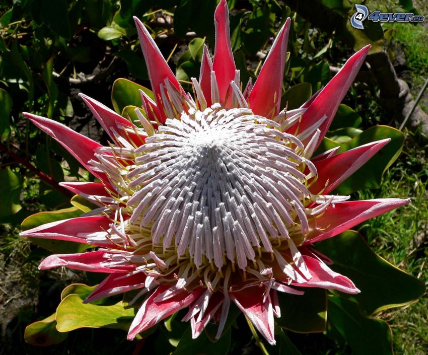 Protea