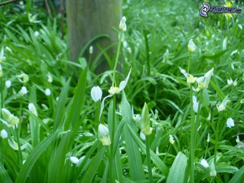 ramslök, vita blommor