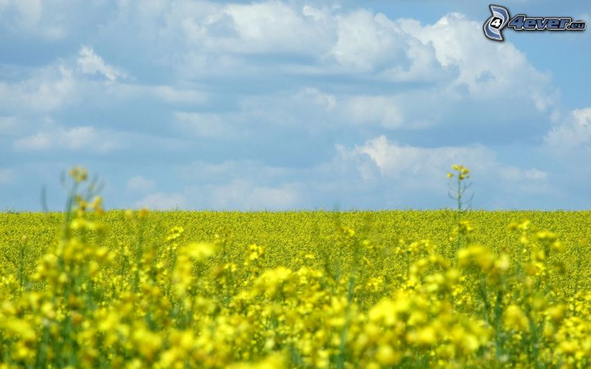 raps, åker, himmel