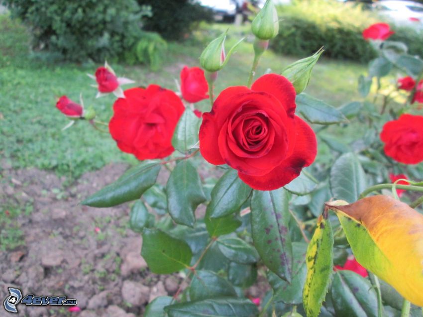 röda rosor