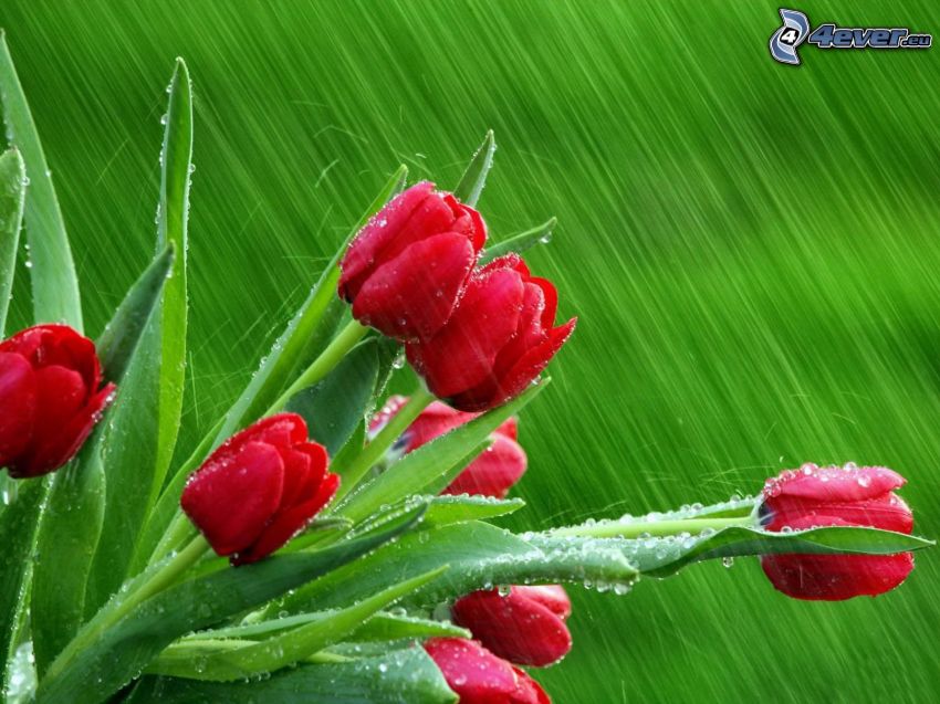 röda tulpaner, regn