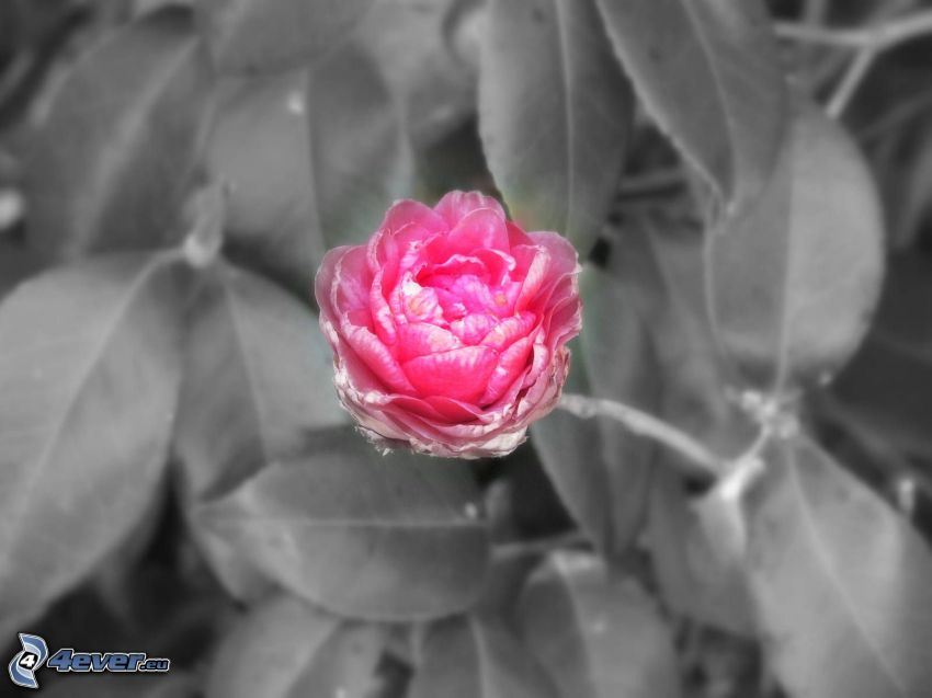 rosa blomma