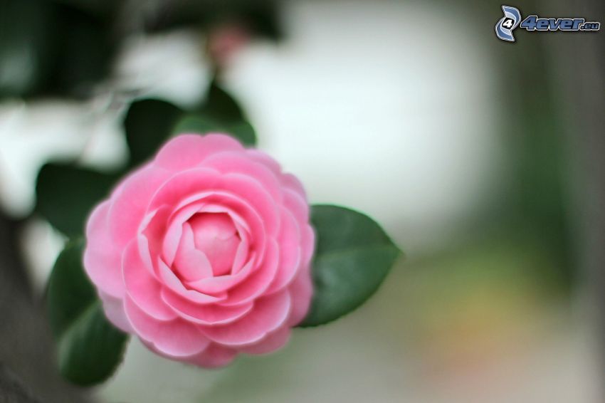 rosa blomma